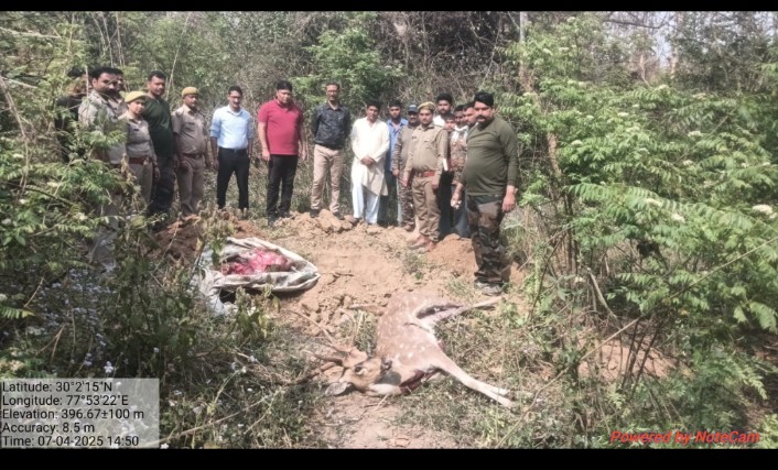एक बार आवारा कुत्तों की वजह से गयी नर चीतल की जान ? वन कर्मियों पर भी मंडराया जान का खतरा