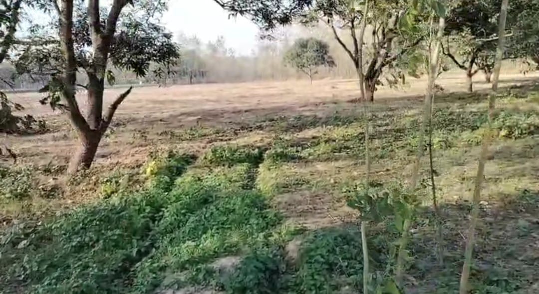 इधर वन विभाग को सूचना दी उधर वन माफियाओ तक पहुंची…धीरे धीरे वन माफियाओ ने काट डाले 120 आम के हरे भरे पेड..